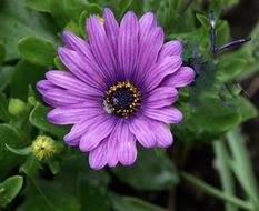 Violet camomile in nature