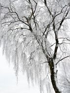 thin wood covered with crystal snow