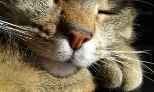 sleeping cat close-up on a dark background