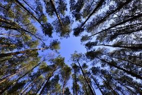 delightful forests sky
