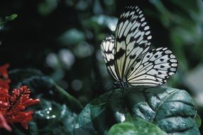rice paper butterfly in macro