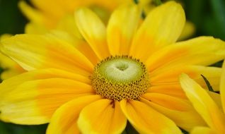 yellow bright flower in summer bouquet