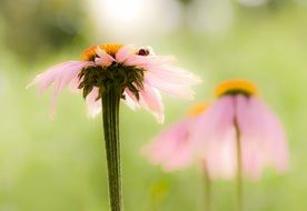 flower in the summer meadow