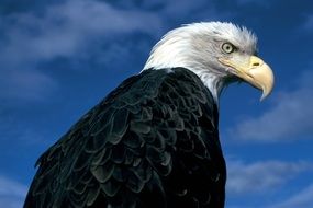The eagle is a majestic bird of prey