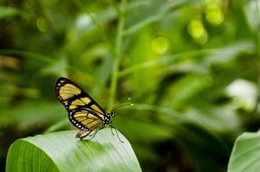 wonderful butterfly on leaf