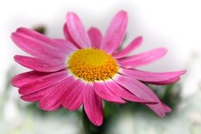pink chrysanthemum on a muddy background
