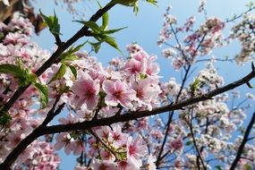 sakura cherry flowers in spring