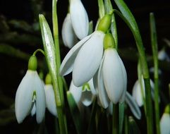 white snowdrops in the dark closeup