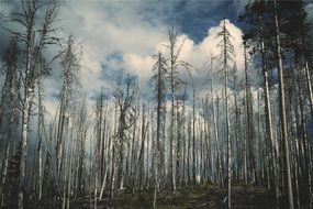 dead trees in the forest against the background of cumulus clouds