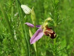 ophrys apifera bee on orchid macro