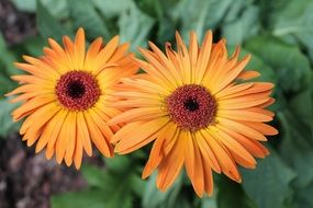 two orange buds of plants