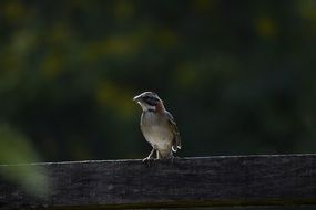 little birdie sitting on board
