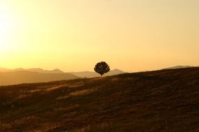 lonely tree landscape of Umbria