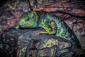 green lizard on a stone