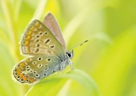 butterflie