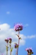 Phacelia - a genus of plants of the family Boraginaceae