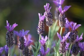 macro photo of bright lavender buds