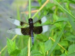 dragonfly with black and white wings