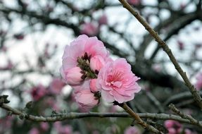 Blooming branch of pink flowers