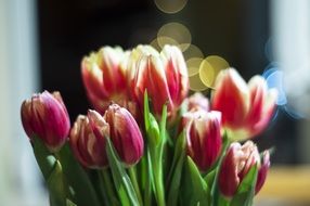 bouquet of pink tulips