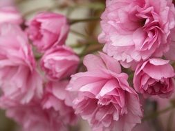 pink lush flowers close-up