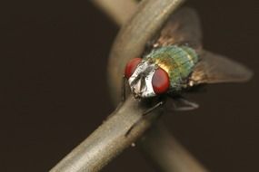 green fly with brown eyes