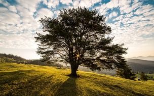 wide tree on mountain side at sunset, romania, bucovina, campulung