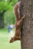 squirrel head down on tree trunk