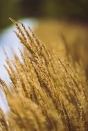 grass grain macro photo