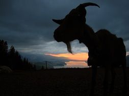 goat at the evening light