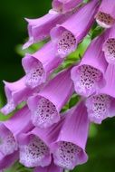 pink spotted foxglove flower