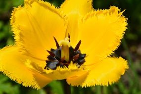 yellow tulip macro photo