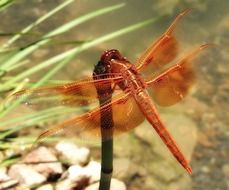 winged dragonfly closeup