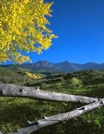 yellow aspen on the background of the autumn landscape