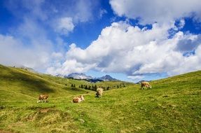 cows in a green meadow under a blue sky with white clouds