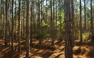 the sun's rays pass through the pine forest