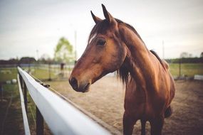 brown horse behind the hedge
