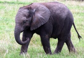 an elephant walks through the grass at the zoo