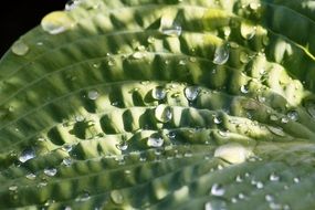 impressive leaf drop of water
