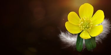 yellow flower over white feather