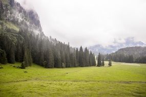 pine forest at the foot of the mountain