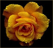 yellow rose in drops of water close-up