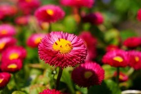 red daisy flower blossom close