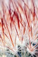 cactus colic flower
