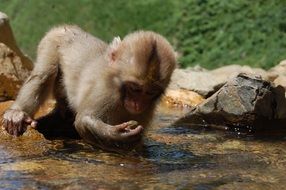 little tropical monkey sits in a creek