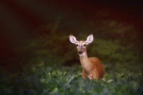 Photo of the deer in the forest