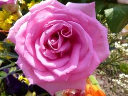 stunningly beautiful pink rose