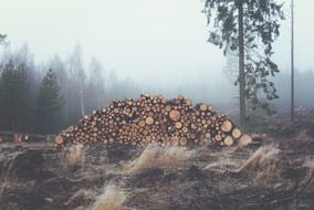 tree logs in the forest