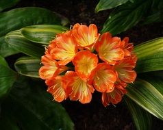 plant in Wales National Botanical Garden