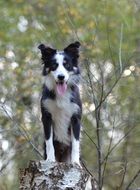 border collie in autumn forest portrait